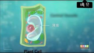 植物細胞的基本結構 【中學生物】 [upl. by Asir]