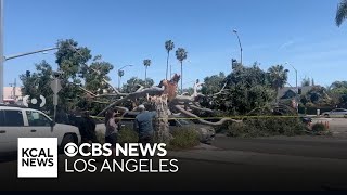 Winds topple massive tree in Mar Vista [upl. by Vanthe]