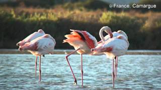 FranceCamarguegreater flamingo2011Septaking off for next [upl. by Ihana396]