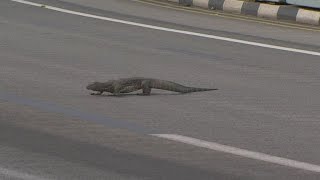 Formula One driver Max Verstappen dodges giant lizard on track ahead of Singapore Grand Prix [upl. by Meli]