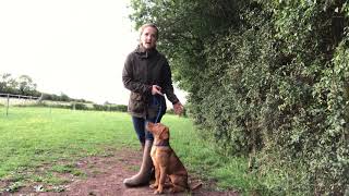 Heel work  off lead heelwork  gundog puppy [upl. by Nytsirhc]