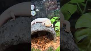 Reptiles and Birds at Petco [upl. by Danais408]