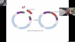 Ligation of PCR Products [upl. by Kuska981]