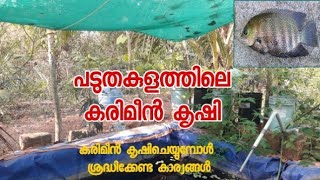 പടുത കുളത്തിലെ കരിമീൻ കൃഷി karimeen krishi malayalam [upl. by Avie]