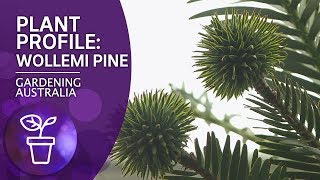 Plant Profile Wollemi Pine [upl. by Ynafets]