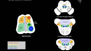 Understanding brainstem cranial nerve nuclei [upl. by Idnal]