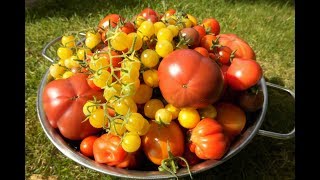 🍅 Tomaten selber anbauen 🍅 Vom Keimling bis zur Köstlichkeit Die eigenen Tomaten [upl. by Emmott722]