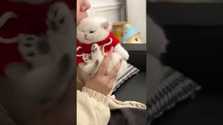 Hilarious Cat Moments That Will Make You Laugh shorts funnycatsvideos funnycatstiktok 😹 [upl. by Ayikan654]