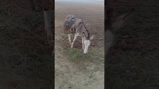 Lovely donkey with grazing grass 🐴☘️🌲❤️ animals [upl. by Adnaloy]