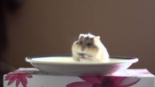 Award winning russian dwarf hamster eating mealworms  Chicken [upl. by Repsihw]