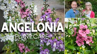 🌿 Angelonia Care  Friday Plant Chat 🌿 [upl. by Liahus]