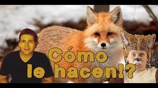 Cómo le hacen los zorros en realidad Ylvis  the fox [upl. by Zarger]