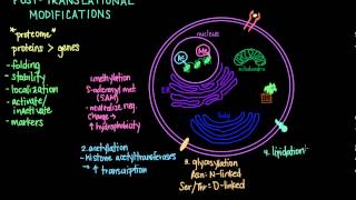 Post Translational Modifications [upl. by Robenia689]