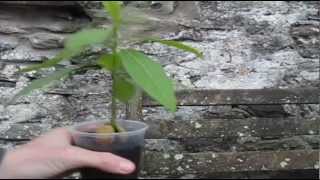 How to Prune an Avocado seedling [upl. by Hannis524]