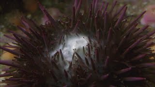 Sea Urchins Spawning [upl. by Slosberg]