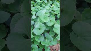 ගොටුකොළSpadeleafVallaraiCentella asiaticaHerbal Plant SriLanka🍀hindinatureshortvideoshorts [upl. by Jessee]