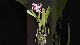 Laelia purpurata var Atropurpurea orchid anggrek [upl. by Basset16]