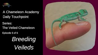 Breeding Veiled Chameleons [upl. by Quartus]