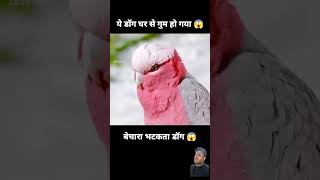 amazingfacts factsinhindi dog animals knowledge movie dogs dogvideo cartoon saveanimals [upl. by Labotsirhc861]