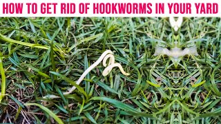 How to Get Rid of Hookworms in Your Yard  Soil Treatment for Hookworm [upl. by Cowey484]