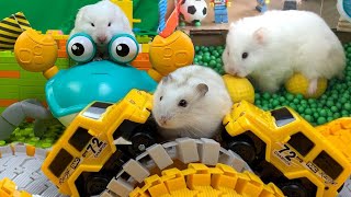 The Best Hamster Challenges Crab Car Ball Pool for Hamster [upl. by Sherlocke]