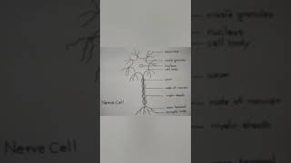 How to draw Nerve cell  Neuron diagram for class X  Science diagram for school college students [upl. by Armmat866]