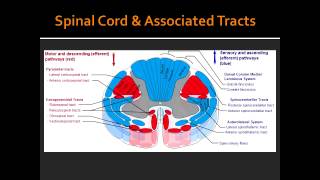 Spinal Cord amp Associated Tracts Anatomy [upl. by Meerak]