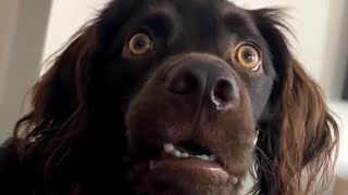 Confused Dog Meme Original Video confused confuseddog [upl. by Doreen]