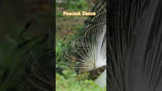 Peacock wala dance song peacock birds nature love music [upl. by Etty]