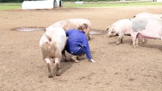 This is British Pig Farming [upl. by Phares]