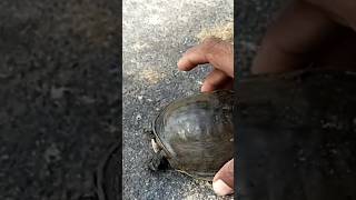 today the tortoise seved 🐢 tortoise tortoisevideo [upl. by Ilowell]