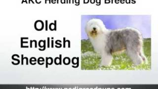 Herding Dogs  AKC Herding Dog Breeds  Shepherds amp More [upl. by Dnyletak]