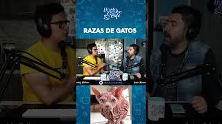 RAZAS DE GATOS [upl. by Rowan29]