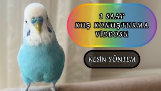 DERT ETMEYİN MUHABBET KUŞUNUZ KESİN KONUŞACAK İŞTE YÖNTEMİ [upl. by Wendi]