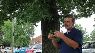 Pin oak Quercus palustris  Plant Identification [upl. by Amled]