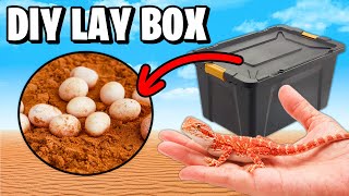 DIY LayDig Box for Bearded Dragons [upl. by Doane179]