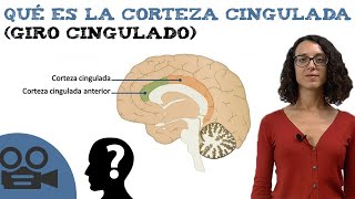 Qué es la corteza cingulada giro cingulado [upl. by Mazurek]