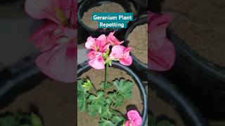 How To Repot Geranium Plant geranium shorts repotting [upl. by Aloek]