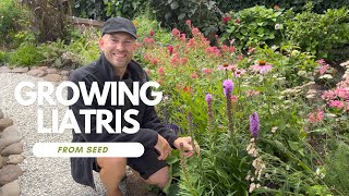 Liatris From Seed to Flower  Perennial Garden [upl. by Alexandro]