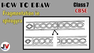 fragmentation in spirogyra diagramspirogyra diagram [upl. by Nylasor]