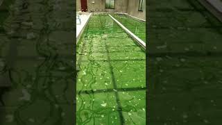 Spirulina FarmingSpirulina Farming Training in Maharashtra India  918275369998 [upl. by Airehs795]