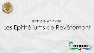 Les Epithéliums de Revêtement TP°1 [upl. by Macomber243]