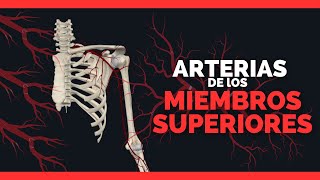 ✅ARTERIAS DE LOS MIEMBROS SUPERIORES  Subclavia axilar braquial radial cubital [upl. by Osner]