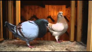 Documentary on Fancy Pigeon Breeding [upl. by Nicolais]