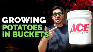 How to Grow Potatoes in Buckets Planting Techniques [upl. by Cobby395]