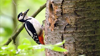 Der Buntspecht im Hardtbergwald  great spotted woodpecker [upl. by Sawyere]