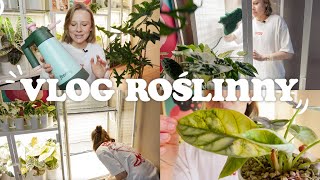 VLOG ROŚLINNY 🌱  Haul zakupowy  Jak wyposażyć witrynę  Przenawożenie alokazji  Oprysk roślin [upl. by Ewell]