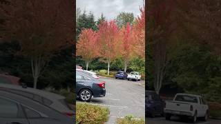 😍Seattle Neighbourhoods fallcolor shorts bothell washington seattle colourful scenic [upl. by Kelsy619]