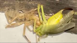 Shocking Finale Watch How the Katydid and Camel Spider Conclude their Epic Duel 😱🔥 [upl. by Trebreh488]