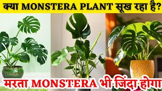 MONSTERA PLANT CARE AND FERTILIZER ORNAMENTAL PLANTAIR PURIFIER PLANT COMPLETE GUIDE INDOOR PLANT [upl. by Gnus]